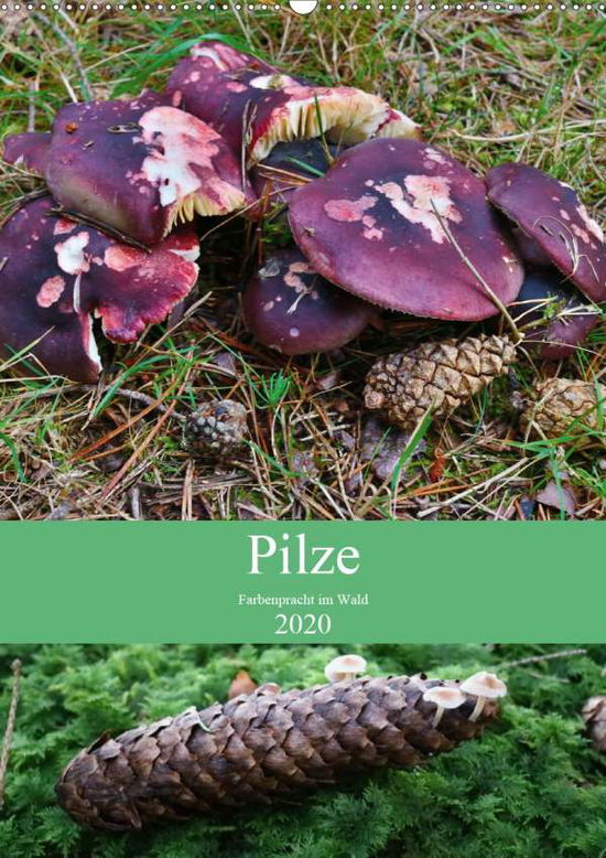 Cover for Barden · Pilze - Farbenpracht im Wald (Wa (Book)