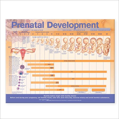 Cover for Acc · Prenatal Development Anatomical Chart (Landkarten) (2008)