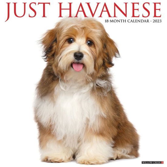 Cover for Willow Creek Press · Just Havanese 2023 Wall Calendar (Book) (2022)