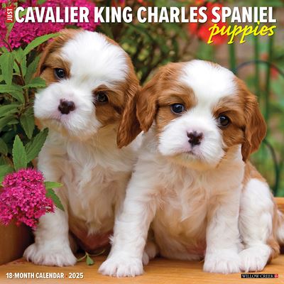 Willow Creek Press · Just Cavalier King Charles Spaniel Puppies 2025 12 X 12 Wall Calendar (Calendar) (2024)