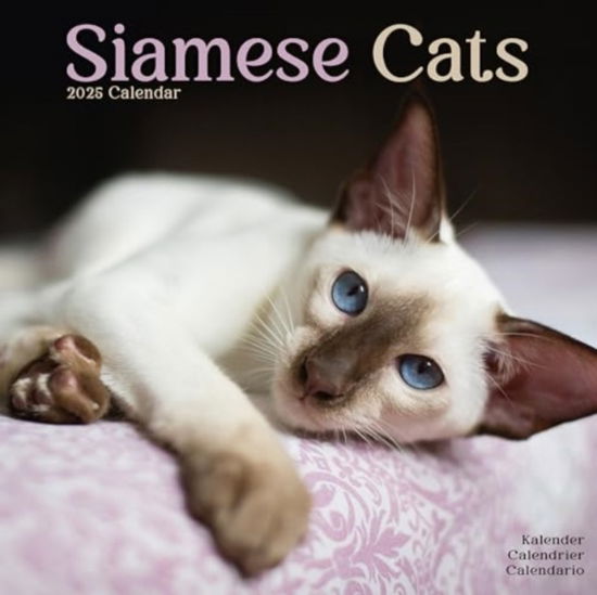 Cats - Siamese Calendar 2025 Square Cat Wall Calendar - 16 Month -  - Merchandise - Avonside Publishing Ltd - 9781804604267 - July 1, 2024