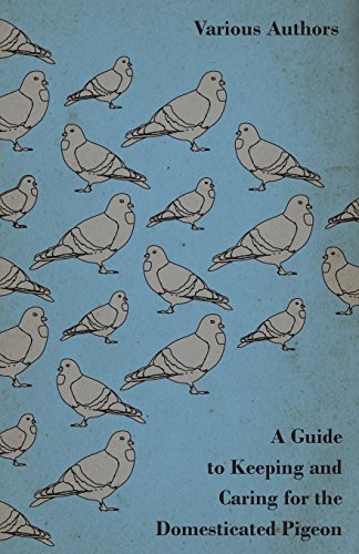 Cover for A Guide to Keeping and Caring for the Domesticated Pigeon (Pocketbok) (2011)