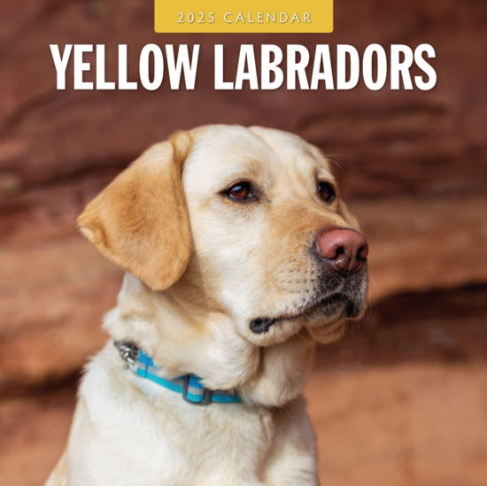 Cover for Red Robin · Yellow Labradors 2025 Square Wall Calendar (Paperback Book) (2024)