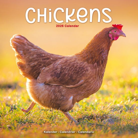 Cover for Chickens Calendar 2026  Square Farm Animals &amp; Birds Wall Calendar - 16 Month (Calendar) (2025)