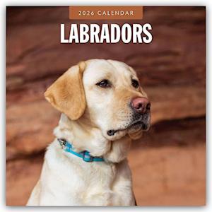 Cover for Red Robin · Labradors 2026 Square Wall Calendar (Paperback Book) (2025)