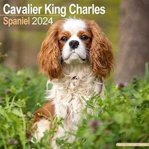 Cavalier King Charles Calendar 2024 Square Dog Breed Wall Calendar 16