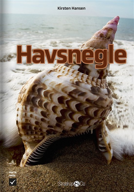 Cover for Kirsten Hansen · Midi: Havsnegle (Hardcover Book) [1st edition] (2024)