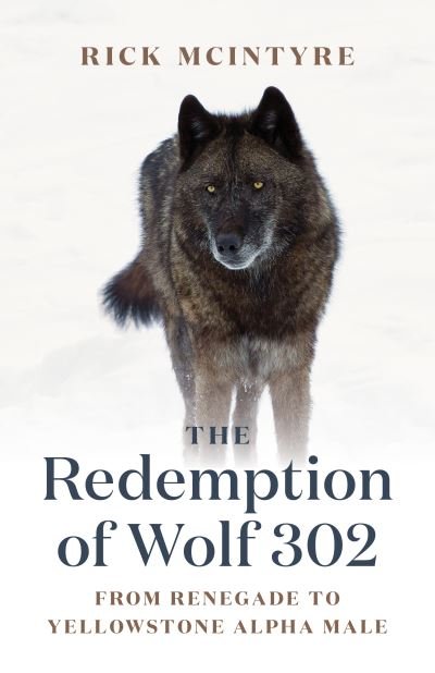 Cover for Rick McIntyre · The Redemption of Wolf 302: From Renegade to Yellowstone Alpha Male (Hardcover Book) (2021)
