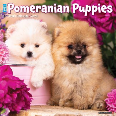 Cover for Willow Creek Press · Just Pomeranian Puppies 2023 Wall Calendar (Book) (2022)