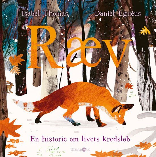 Cover for Isabel Thomas · Ræv (Hardcover Book) [1. wydanie] (2025)