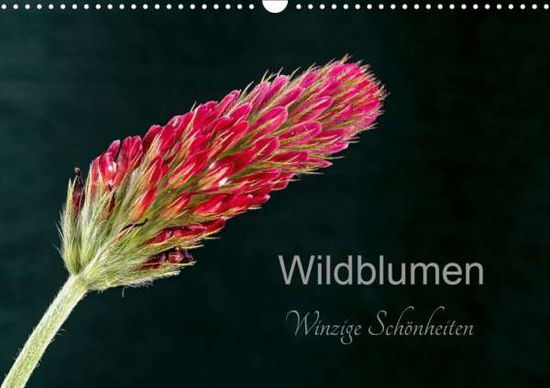 Cover for Spies · Wildblumen - winzige Schönheiten (Book)