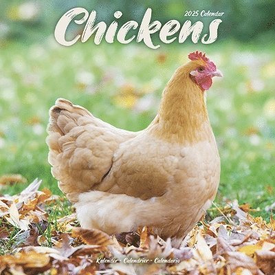 Cover for Chickens Calendar 2025 Square Farm Animals &amp; Birds Wall Calendar - 16 Month (Kalender) (2024)