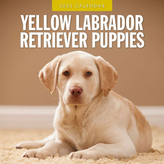 Cover for Red Robin · Yellow Labrador Retriever Puppies 2025 Square Wall Calendar (Paperback Book) (2024)