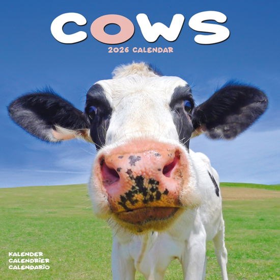 Cover for Cows Calendar 2026  Square Farm Animal Wall Calendar - 16 Month (Calendar) (2025)