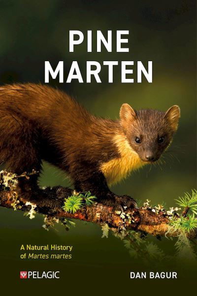 Pine Marten: The Secret Life of Martes martes - Pelagic Monographs - Dan Bagur - Books - Pelagic Publishing - 9781784274276 - January 21, 2025