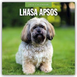 Cover for Red Robin · Lhasa Apsos 2026 Square Wall Calendar (Paperback Book) (2025)