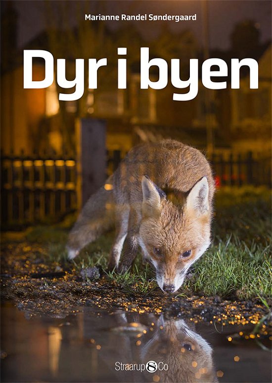 Cover for Marianne Randel Søndergaard · Midi: Dyr i byen (Hardcover Book) [1e uitgave] (2018)
