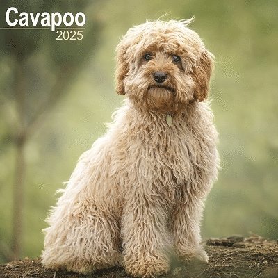 Cover for Cavapoo Calendar 2025 Square Dog Breed Wall Calendar - 16 Month (Kalender) (2024)