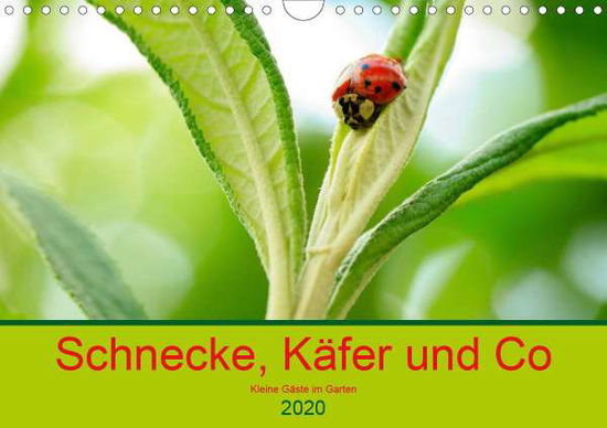 Cover for Kunz · Schnecke, Käfer und Co (Wandkalend (Book)