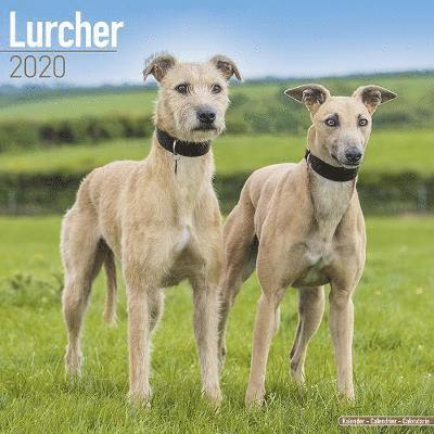 Cover for Avonside Publishing Ltd · Kal. Lurchers - Lurcher 2020 (Book) (2019)