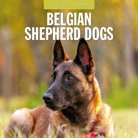 Cover for Red Robin · Belgian Shepherd Dogs 2025 Square Wall Calendar (Paperback Book) (2024)