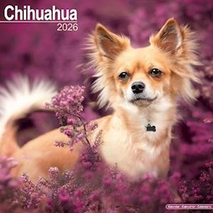 Cover for Chihuahua Calendar 2026  Square Dog Breed Wall Calendar - 16 Month (Calendar) (2025)