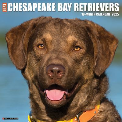 Willow Creek Press · Just Chesapeake Bay Retrievers 2025 12 X 12 Wall Calendar (Kalender) (2024)