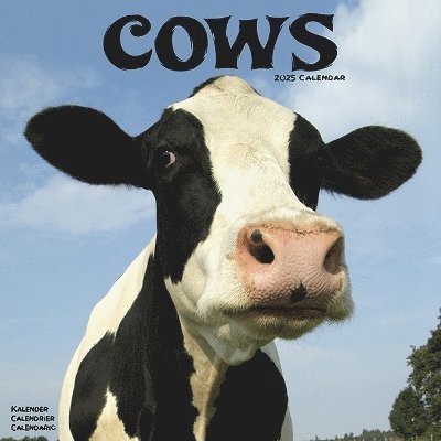 Cover for Cows Calendar 2025 Square Farm Animal Wall Calendar - 16 Month (Kalender) (2024)