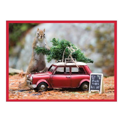 Secret Life Of Squirrels Notecards - Galison - Books - Galison - 9780735353282 - September 25, 2018