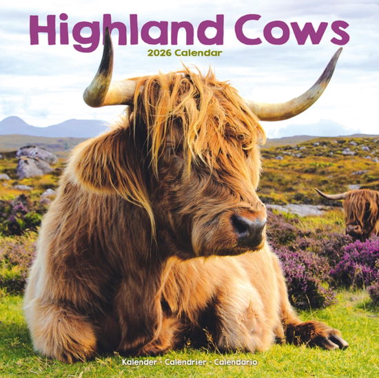 Cover for Highland Cows Calendar 2026  Square Animal Wall Calendar - 16 Month (Calendar) (2025)