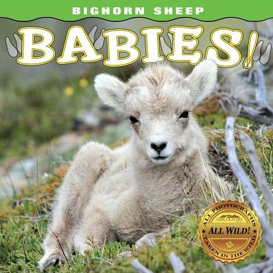 Cover for Steph Lehmann · Bighorn Sheep Babies (Board book) (2018)