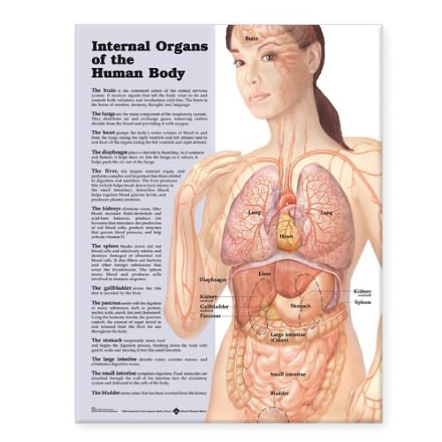 Cover for Anatomical Chart Company · Internal Organs of the Human Body Anatomical Chart (Landkarten) (2004)
