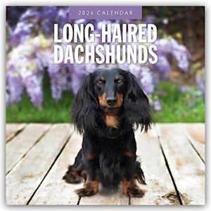 Cover for Red Robin · Long-haired Dachshunds 2026 Square Wall Calendar (Paperback Book) (2025)