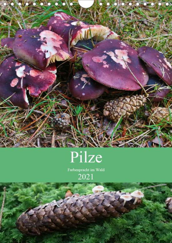 Cover for Barden · Pilze - Farbenpracht im Wald (Wa (Book)