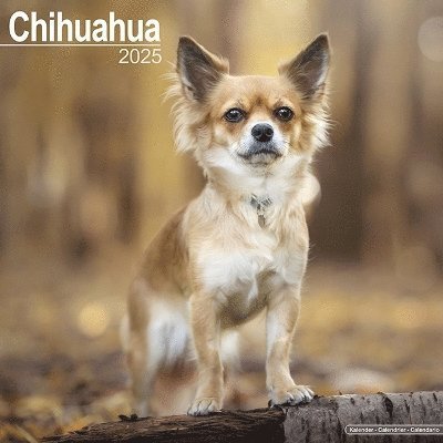 Cover for Chihuahua Calendar 2025 Square Dog Breed Wall Calendar - 16 Month (Kalender) (2024)