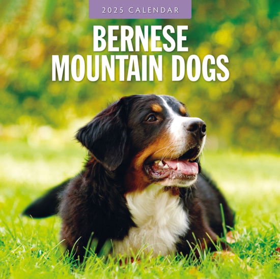 Cover for Red Robin · Bernese Mountain Dogs 2025 Square Wall Calendar (Taschenbuch) (2024)