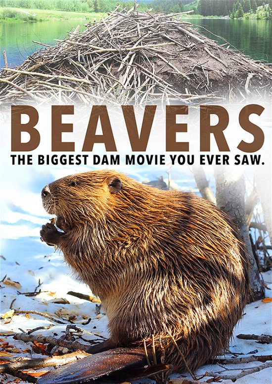 Cover for Feature Film · Beavers (DVD) (2021)