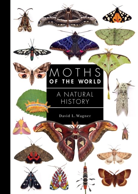 Moths of the World: A Natural History - A Guide to Every Family - David Wagner - Bøker - Princeton University Press - 9780691248288 - 10. september 2024