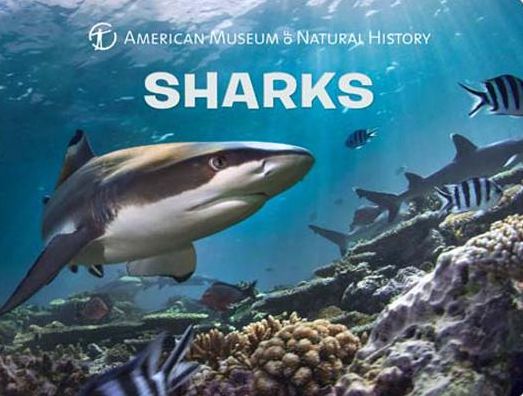 Cover for American Museum of Natural History · Sharks - Science for Toddlers (Board book) (2017)