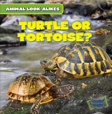 Cover for Rob Ryndak · Turtle or Tortoise? (Paperback Book) (2015)