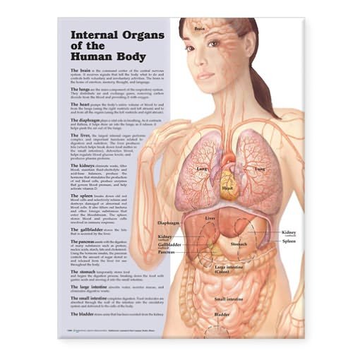 Anatomical Chart Com · Internal Organs of the Human Body Anatomical
