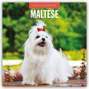 Cover for Red Robin · Maltese 2026 Square Wall Calendar (Paperback Book) (2025)