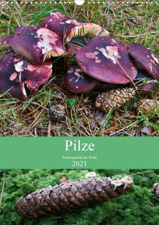 Cover for Barden · Pilze - Farbenpracht im Wald (Wa (Book)