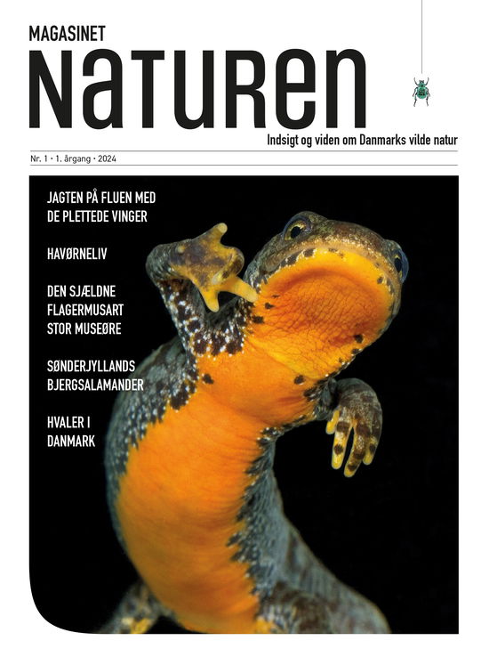Magasinet Naturen Nr. 1 - 2024 - Morten Top og Klavs Holm - Books - Hakon Holm Publishing - 9788787698290 - April 25, 2024