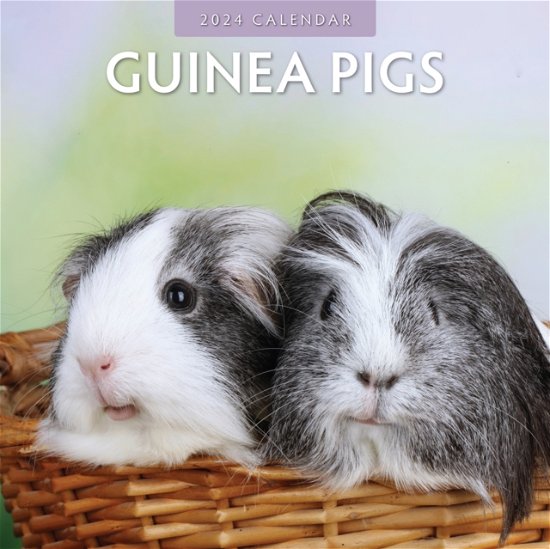 Cover for Red Robin Publishing Ltd. · Guinea Pigs 2024 Square Wall Calendar (Pocketbok) (2023)