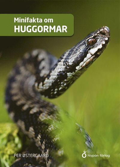 Minifakta om huggormar - Per Østergaard - Books - Nypon förlag - 9789180774291 - January 15, 2025