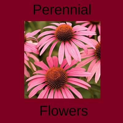 Cover for Jim Dwyer · Perennial Flowers (Paperback Book) (2016)