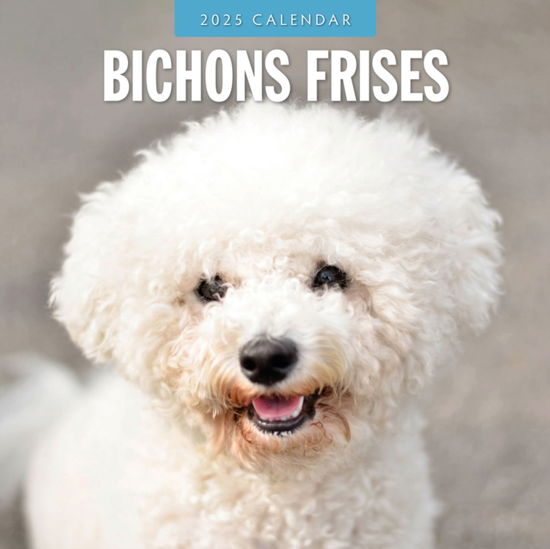 Cover for Red Robin · Bichons Frises 2025 Square Wall Calendar (Taschenbuch) (2024)