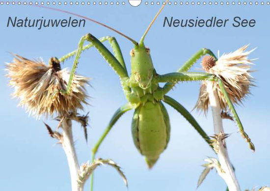 Cover for Bachmeier · Naturjuwelen - Neusiedler See (Book)