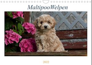 Cover for Tanja Schultz · Maltipoo Welpen (Wandkalender 2022 DIN A4 quer) (Calendar) (2021)